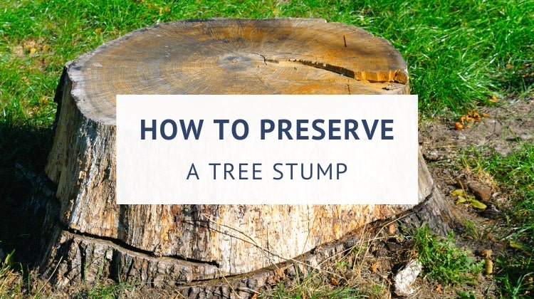 How to preserve a tree stump