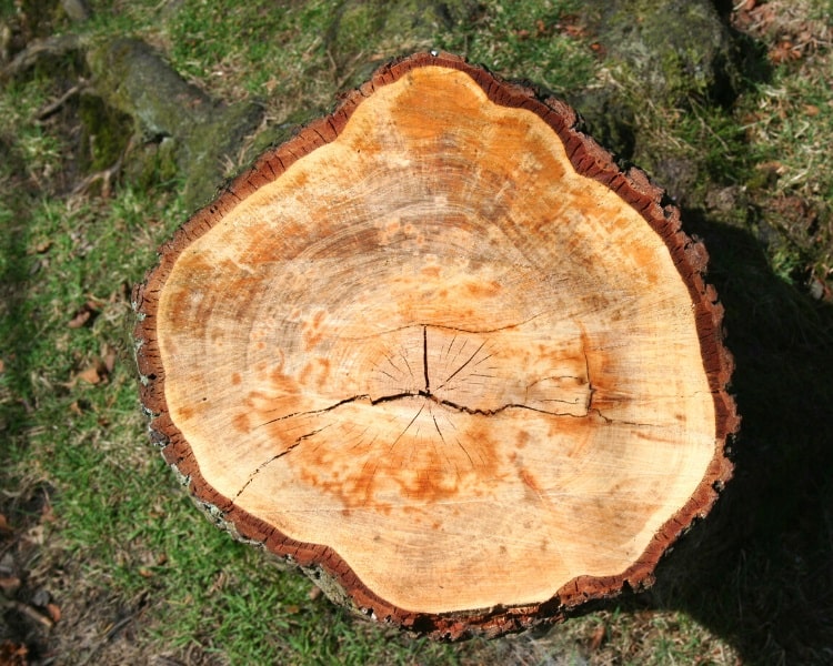 Tree stump as seen from above