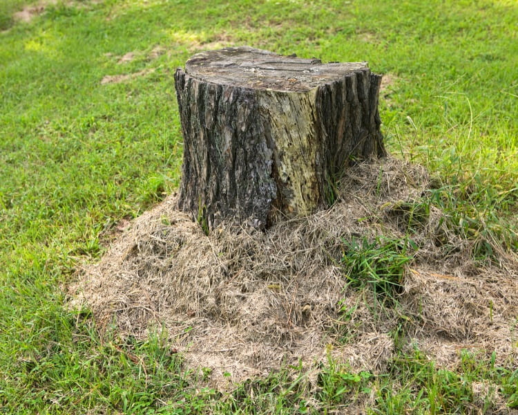 Tree stump in garden