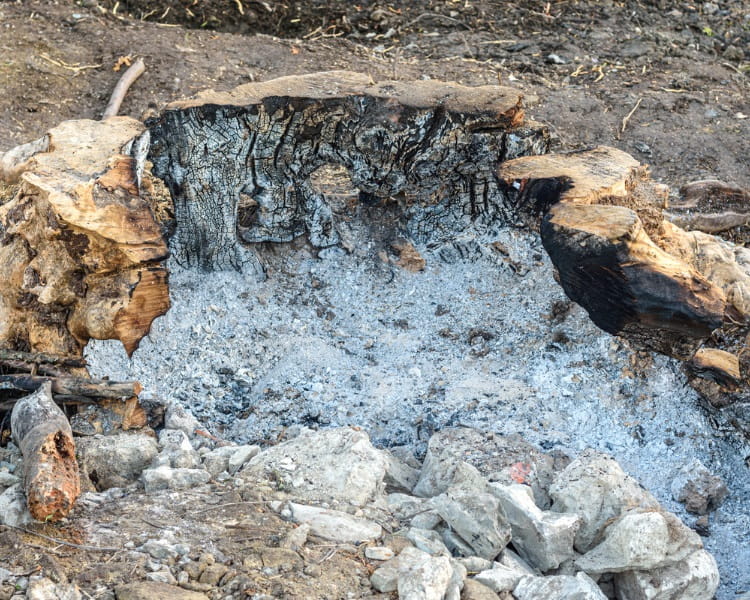 Burning tree stump