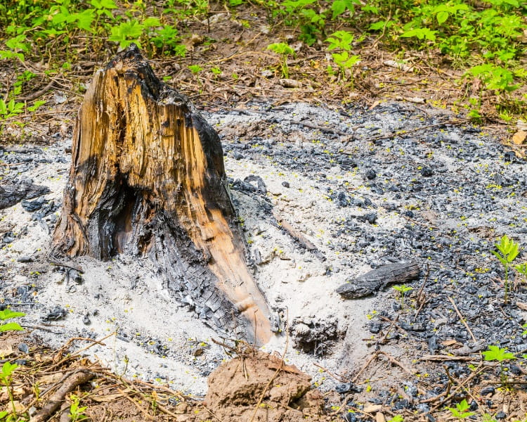 Burnt tree stump