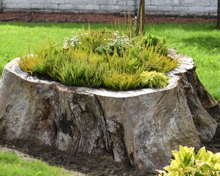 Planter in a hollow tree stump