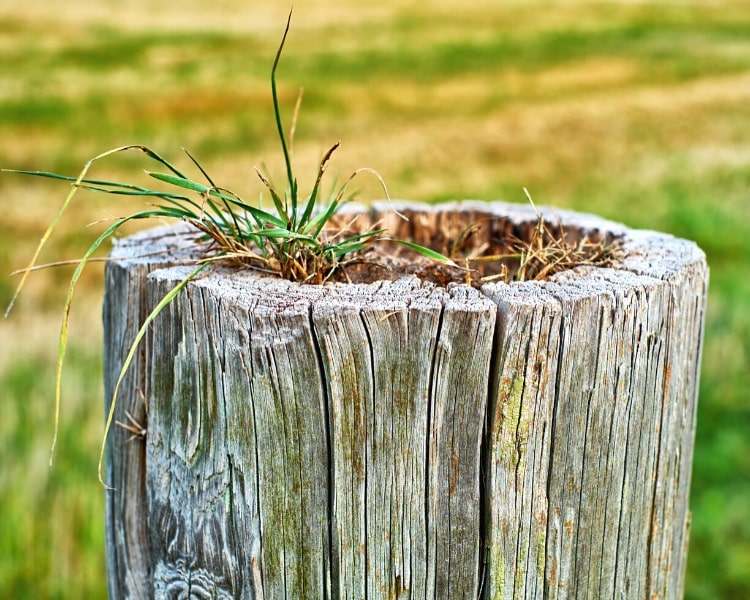 Small hollow tree stump