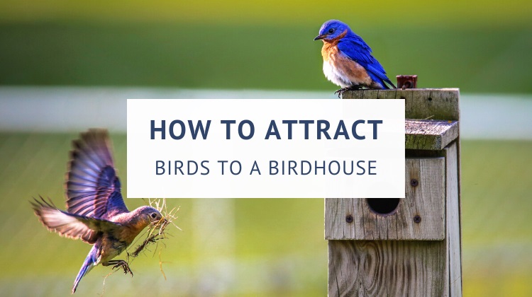 How to attract birds to a birdhouse