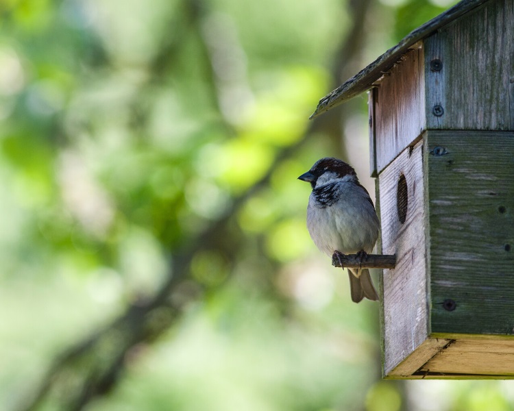 Birdhouse with bird