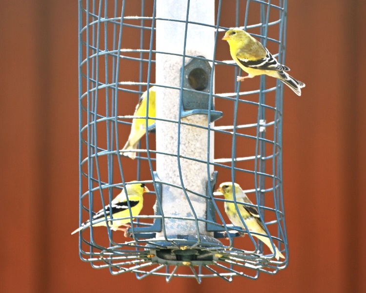 Cage bird feeder