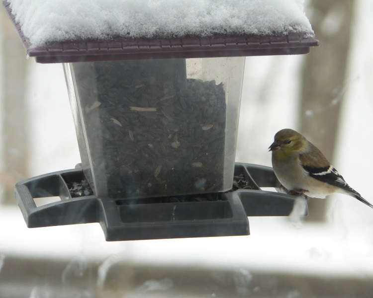 Hopper bird feeder