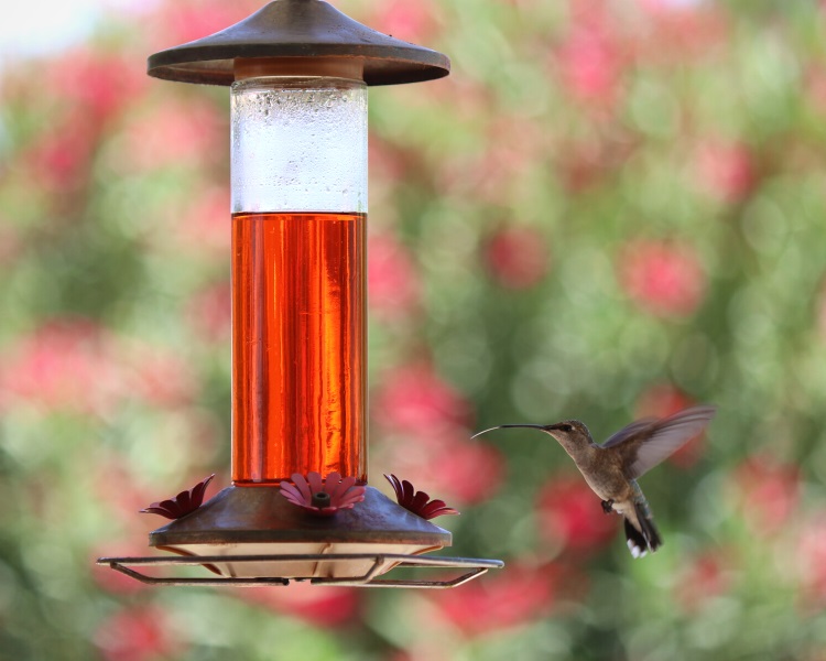 Nectar bird feeder