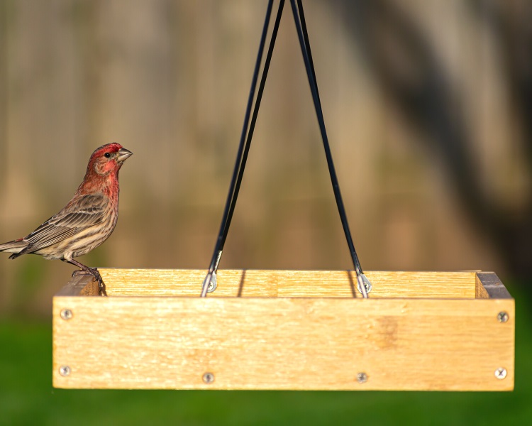 Bird feeder can attract flies