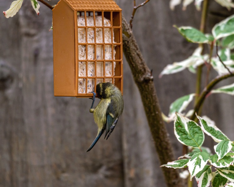 Suet bird feeder