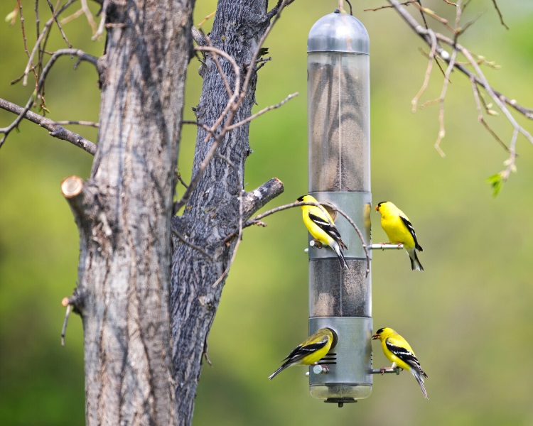 Thistle bird feeder