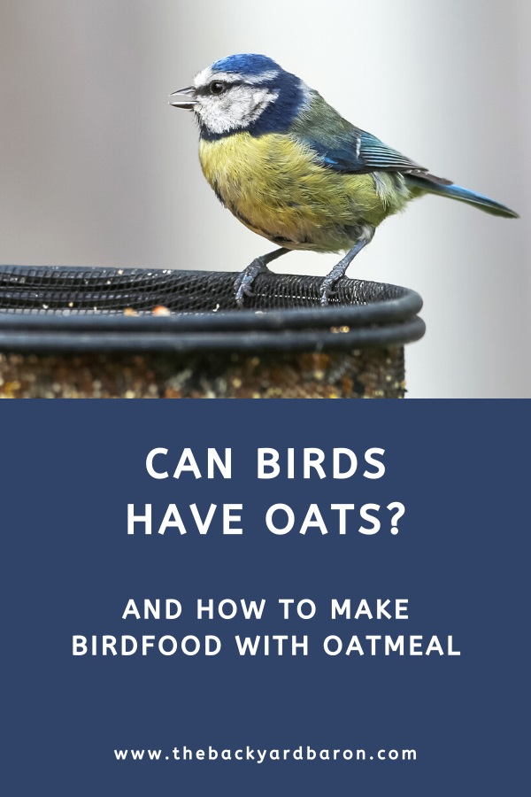 Oats as bird food