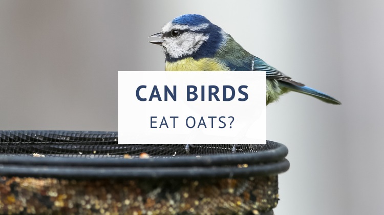 Can birds eat oats or oatmeal?