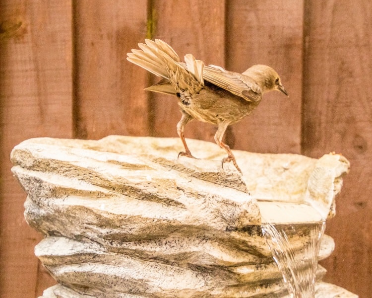 Waterfall Bird Bath