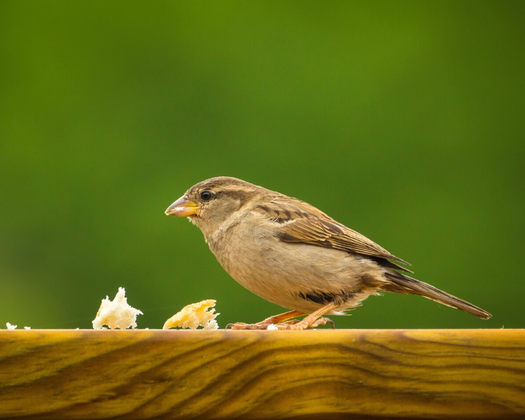Bird eating bread