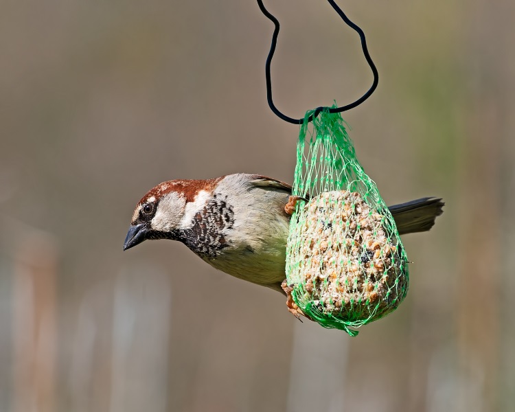 Bird eating fat ball