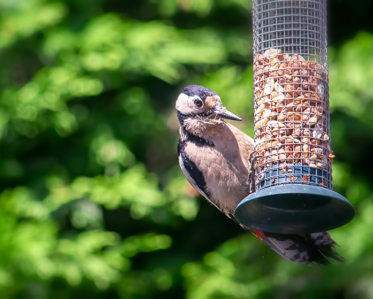 Bird eating from feeder