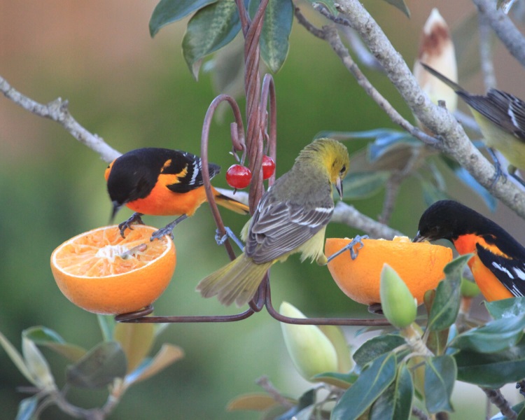 Bird eating fruit