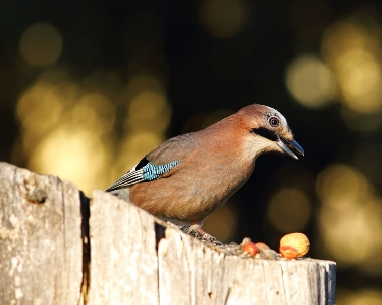 Bird eating nuts