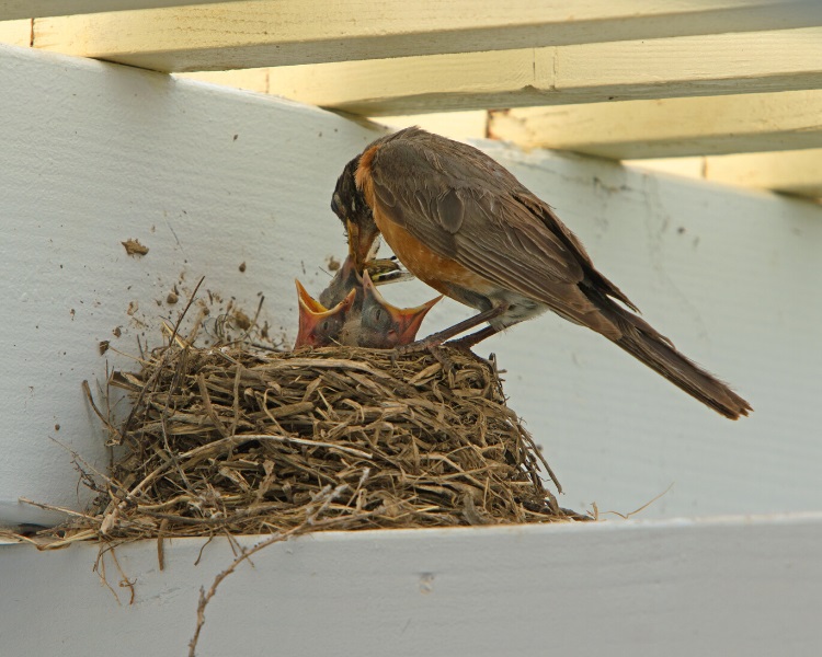 Bird nest on porch