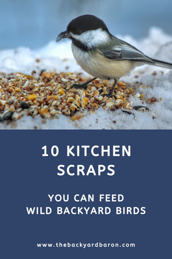 10 Kitchen scraps you can feed birds