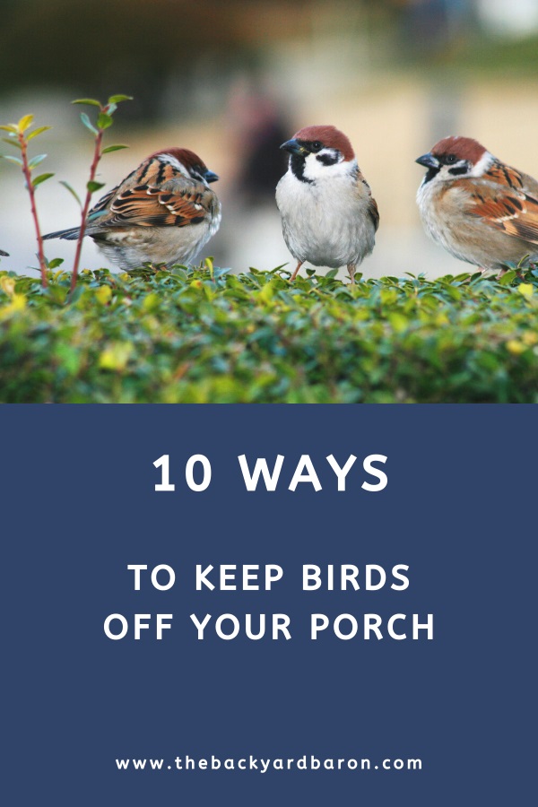 10 Ways to keep birds off your porch