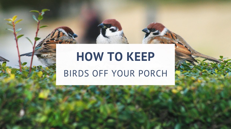 How to keep birds from nesting on the porch
