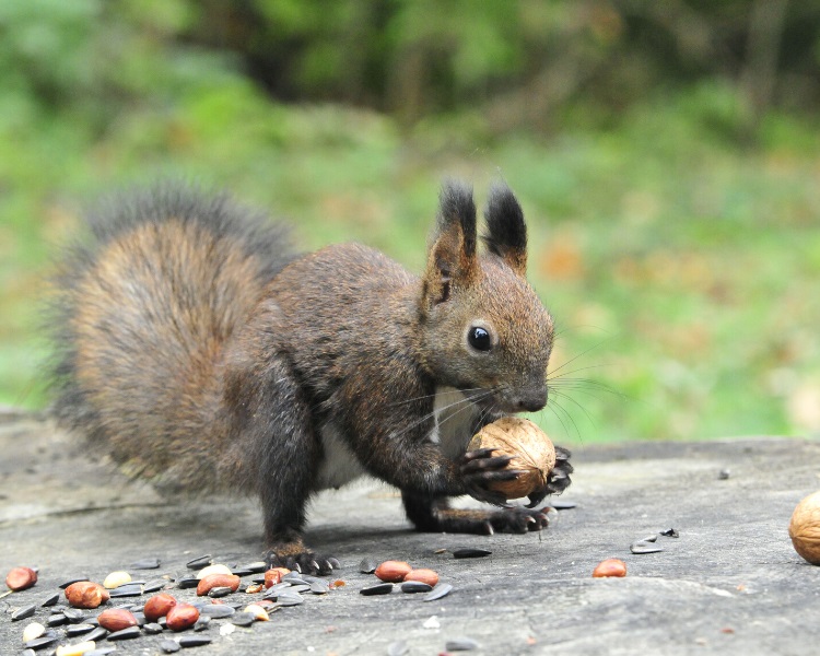 Brown squirrel eating walnut