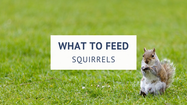 What to feed squirrels in the backyard
