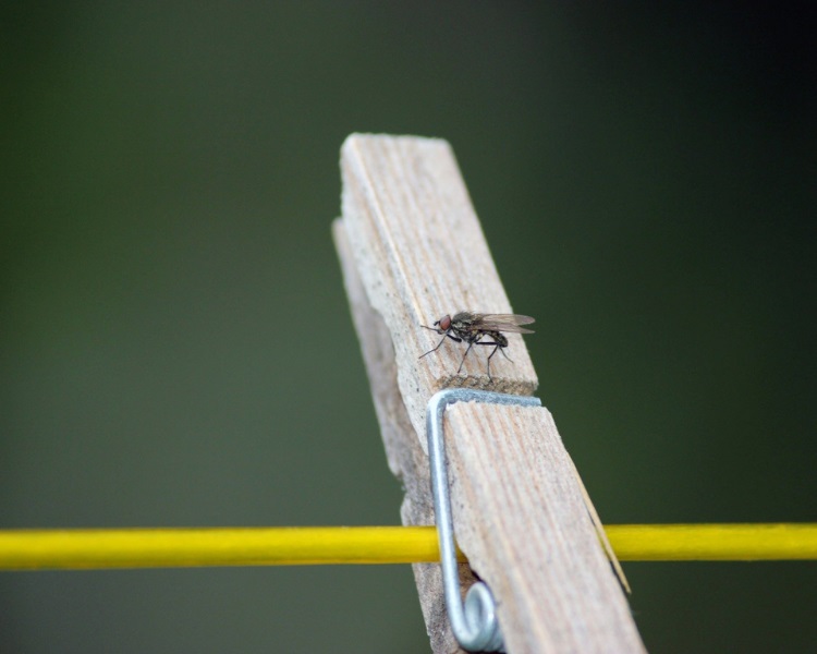Fly on wooden peg