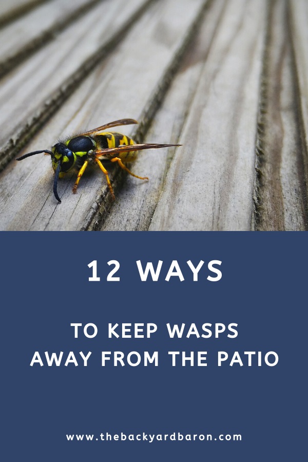 12 Ways to get rid of wasps outside