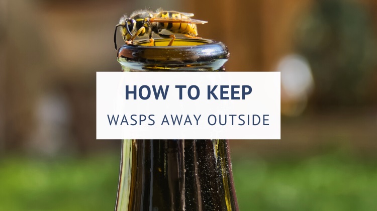 How to keep wasps away from patio