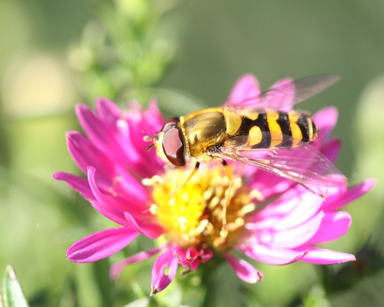 Wasp on flower