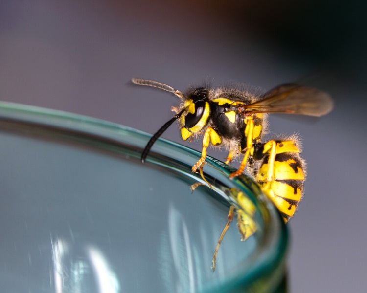 Wasp on glass