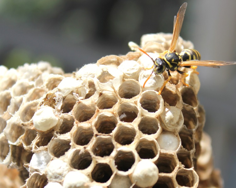 Wasp nest