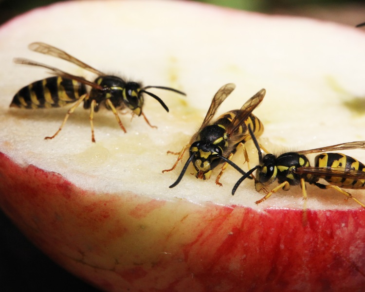 Wasps on apple
