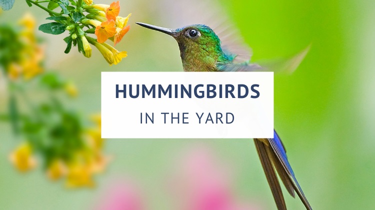 Where to hang a hummingbird nest