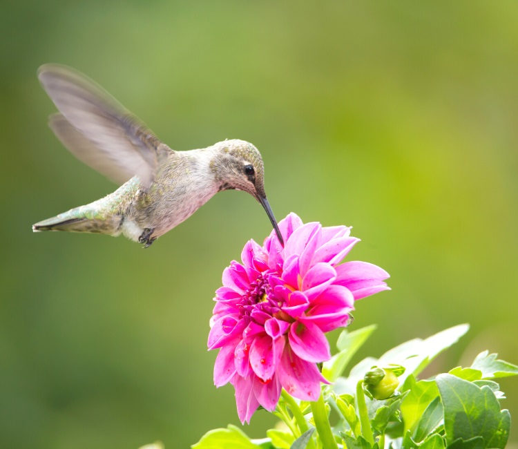 Hummingbird feeding on flower