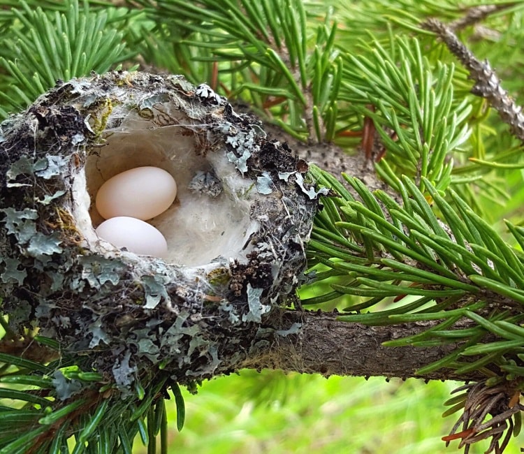 Hummingbird nest with eggs