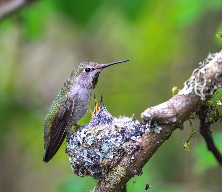 Hummingbird feeding in nest