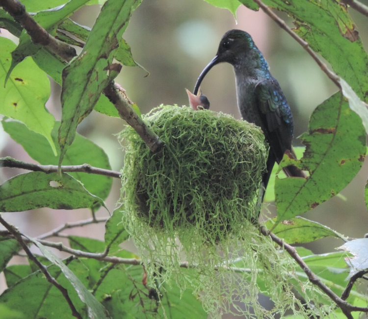 Hummingbird nesting in tree