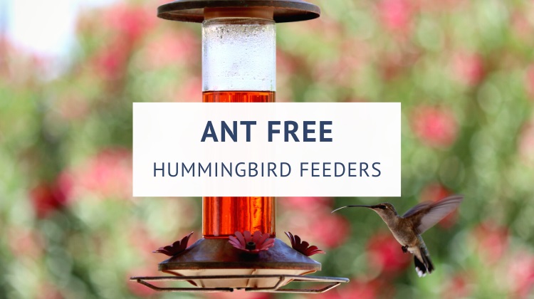 How to keep ants out of hummingbird feeder