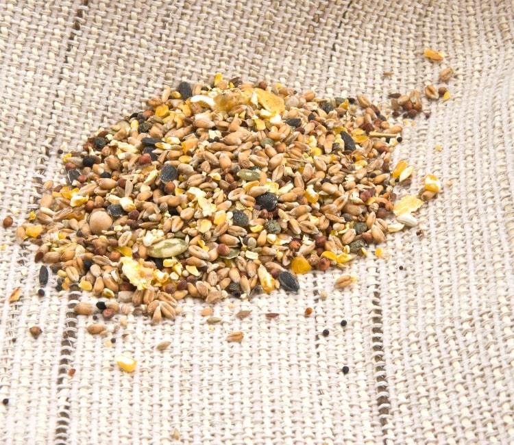 Selection of spiced bird seeds