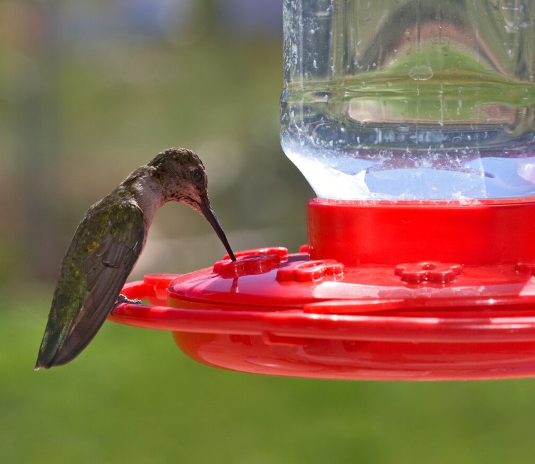 Hummingbird drinking from feeder