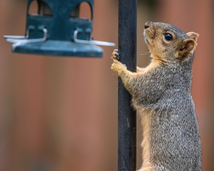 Squirrel climbing a pole to access bird feeder