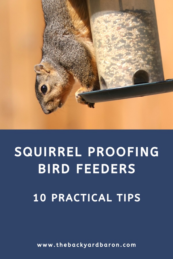 Squirrel proofing bird feeders (10 practical tips)