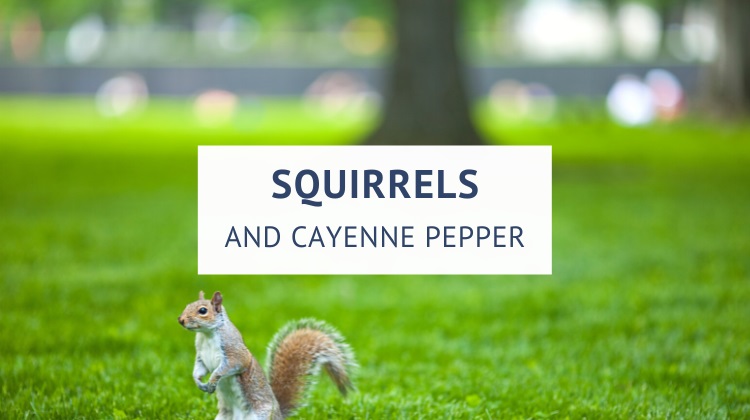 Does cayenne pepper deter squirrels?
