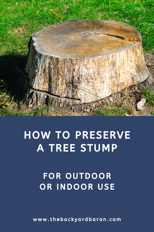 Guide to preserving a tree stump for outdoor or indoor use