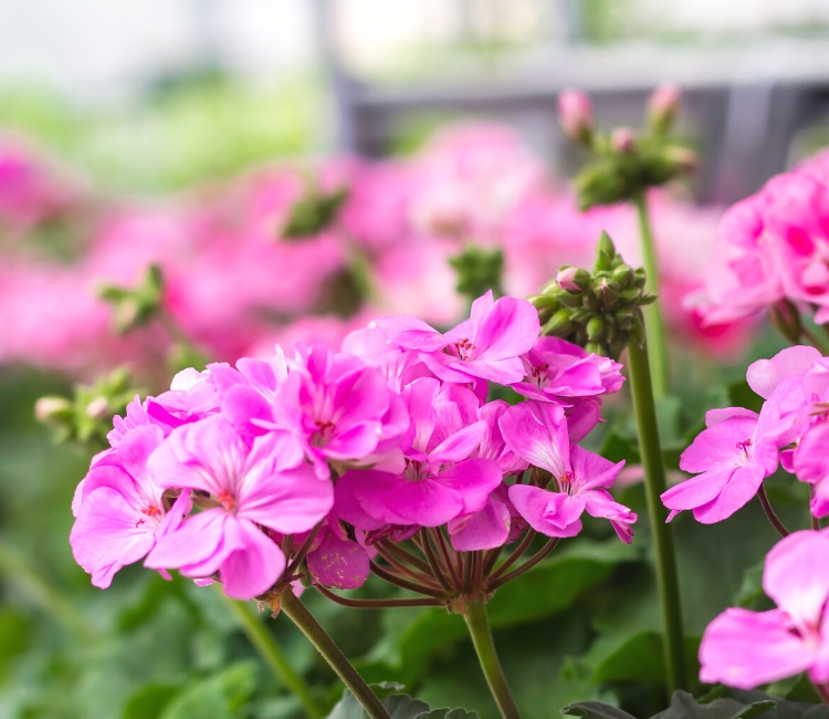 Geranium plant