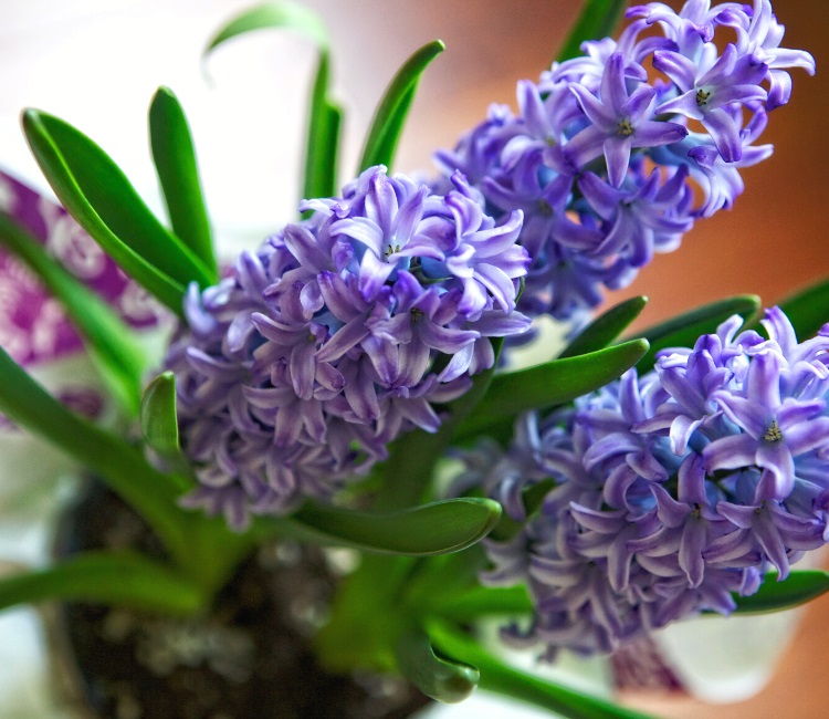 Hyacinth plant